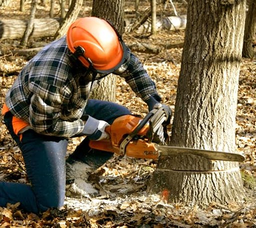 Tree Removal in De Tour Village, MI